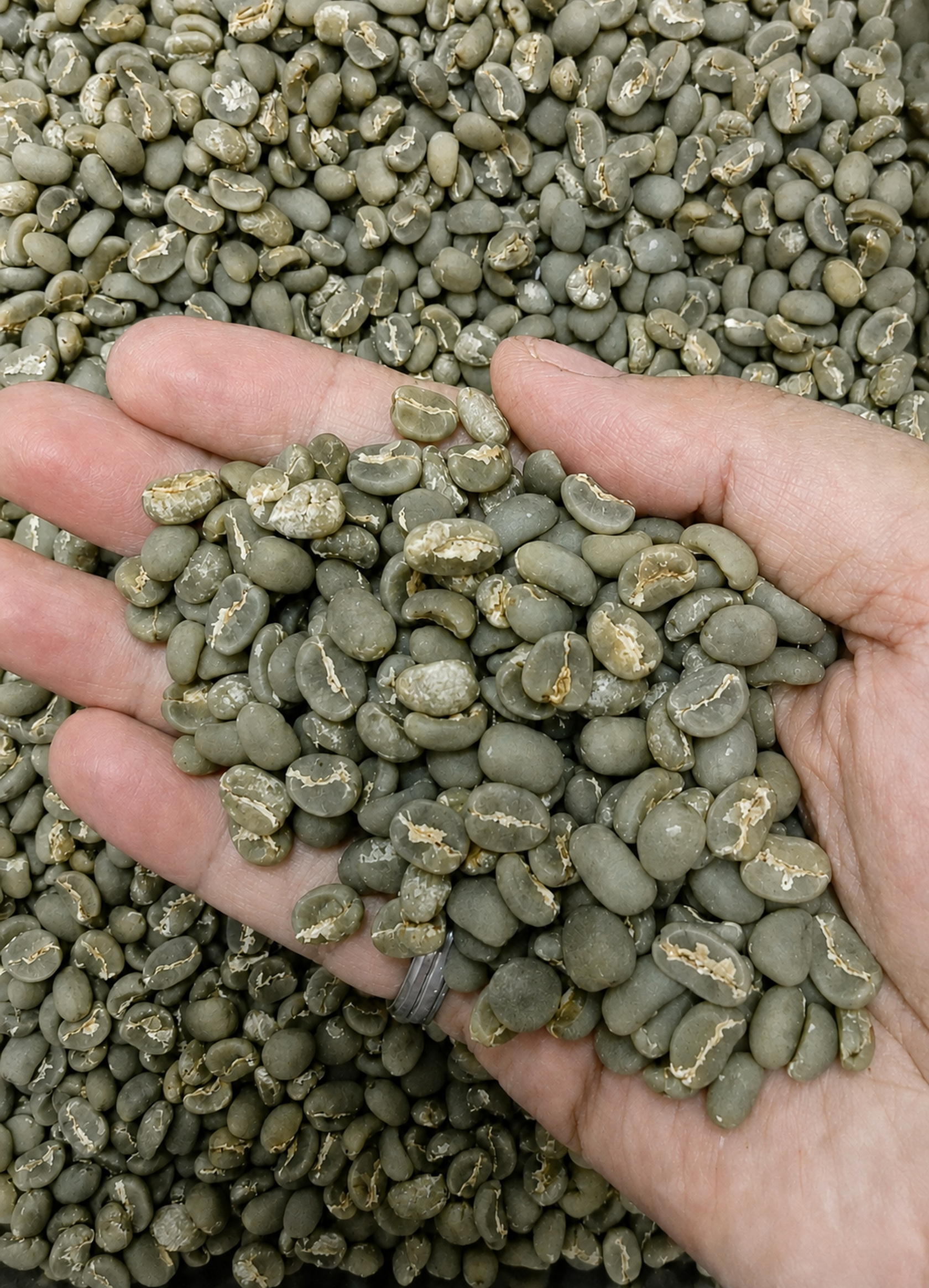 Close-up photograph of green coffee beans held by hand